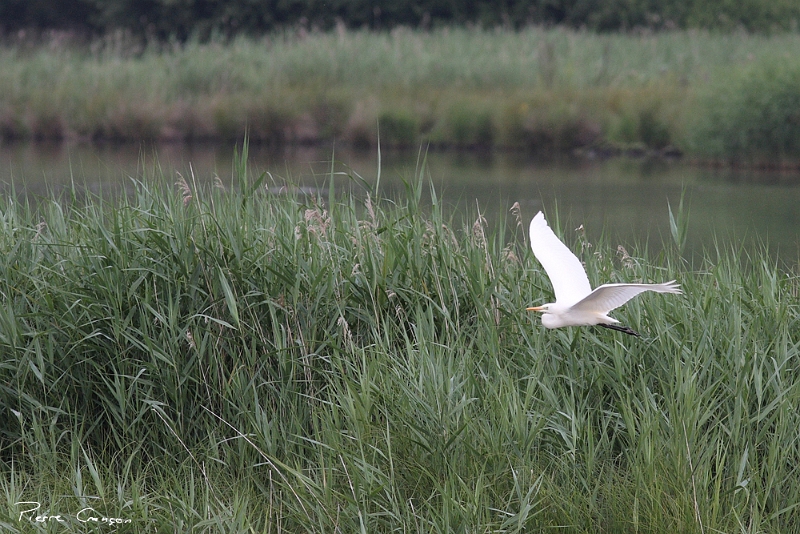 IMG_3958.JPG - Grande Aigrette, Etang Corbet