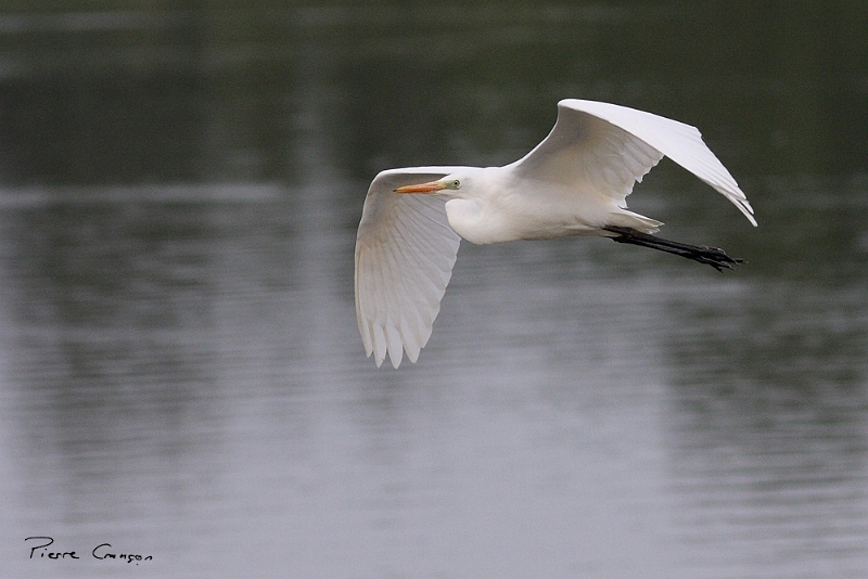 IMG_3972.JPG - Grande Aigrette, Etang Corbet