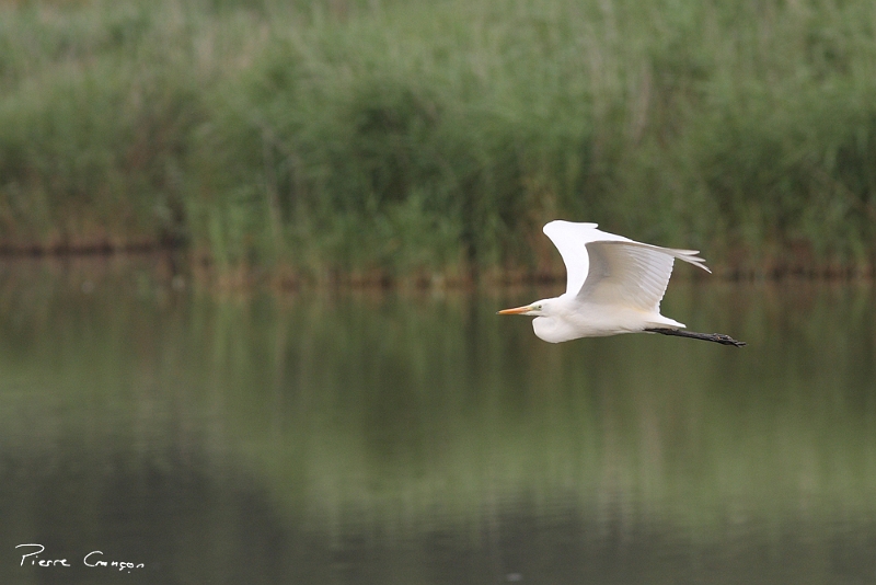 IMG_3977.JPG - Grande Aigrette, Etang Corbet