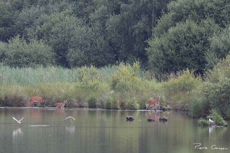 IMG_4028.JPG - Biches et faon, Etang Corbet