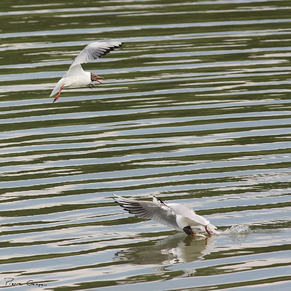IMG_4106.JPG - Mouette rieuse en pêche, Etang de Pourras