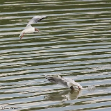 IMG_4106