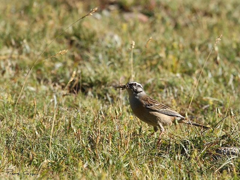 IMG_5158.JPG - Bruant fou.