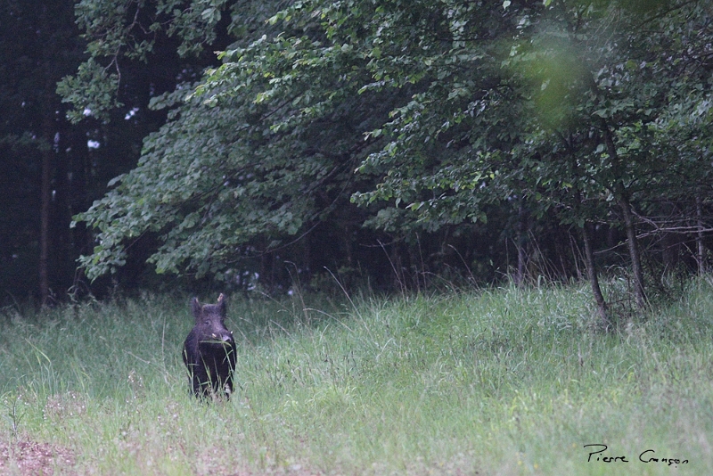 IMG_0781.JPG - Sanglier , Bois de Porteroques, Saint-Cirq Lapopie