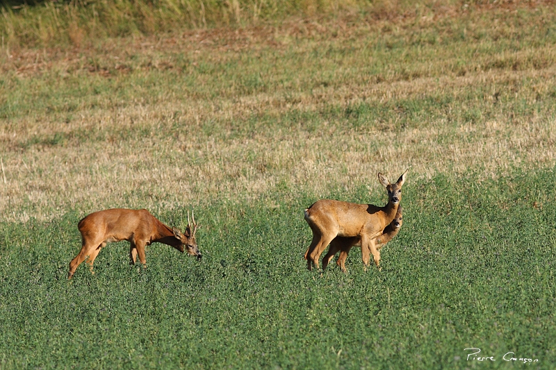 IMG_5557.JPG