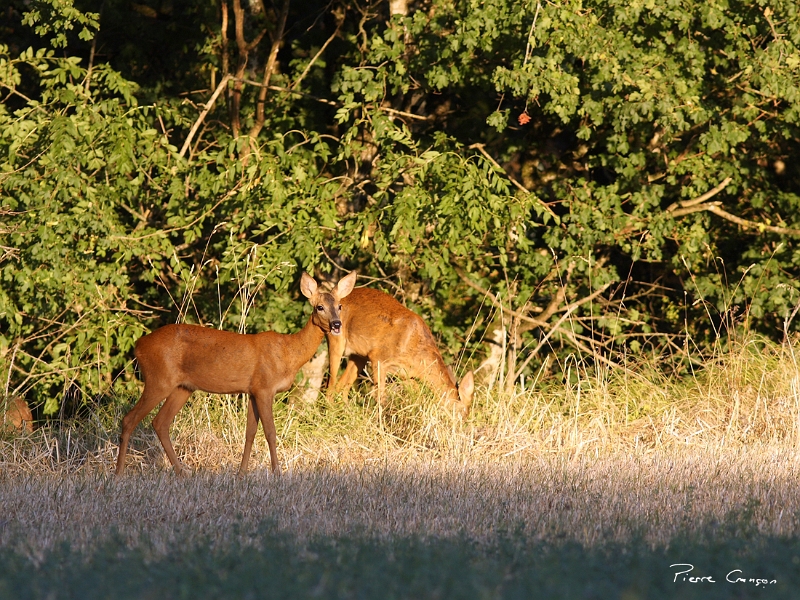 IMG_6247.JPG