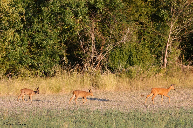 IMG_6377.JPG