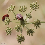 Macros_Quercy(aout2009)