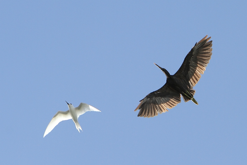 IMG_1494.JPG - Gygis blanc et Aigrette sacrée (morphe sombre)