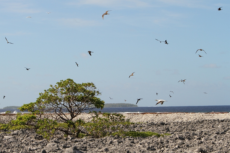 IMG_2386.JPG - Biotope d'atoll.