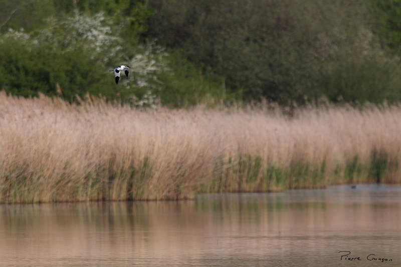IMG_9664.JPG - Avocette élégante (étang Corbet)