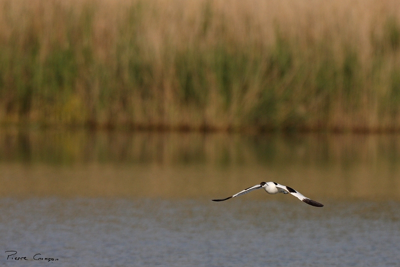 IMG_9674.JPG - Avocette élégante (étang Corbet)