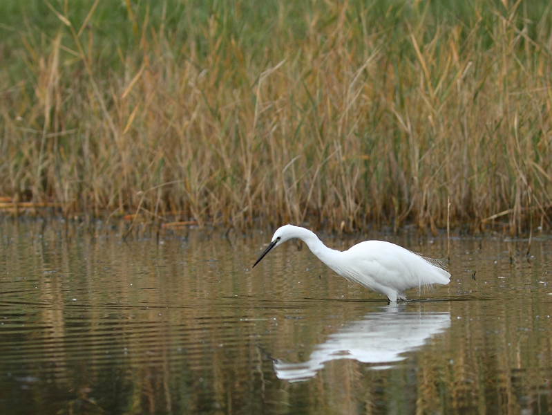 IMG_0044.JPG - Aigrette garzette - Parc du Marquenterre