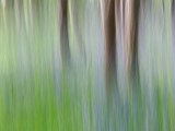 IMG_5134_dpp