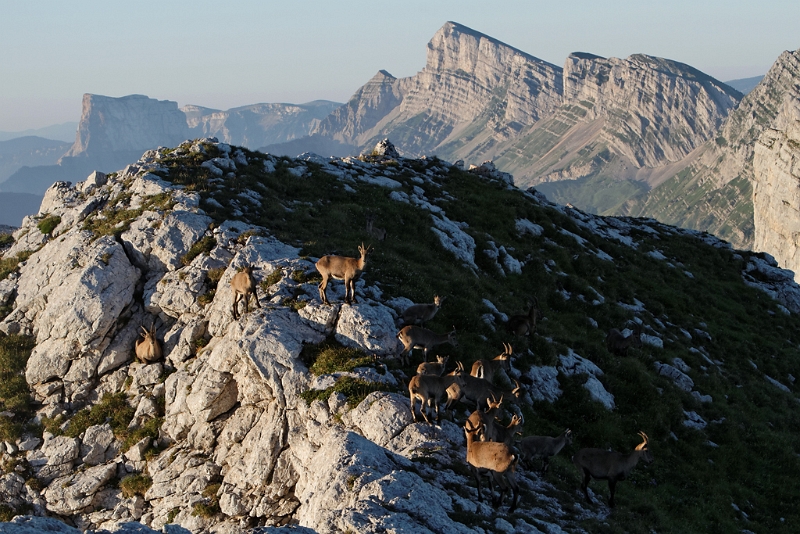 IMG_6972_PF.jpg - Les Crêtes Est du Vercors