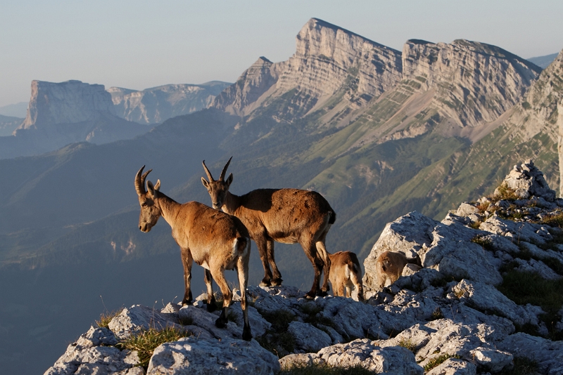 IMG_7119_PF.jpg - Les Crêtes Est du Vercors