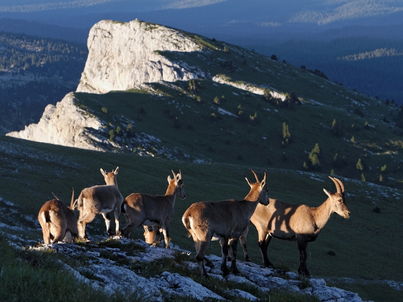 IMG_7154_PF.jpg - Les Crêtes Est du Vercors