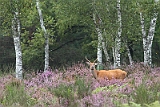 IMG_6073w