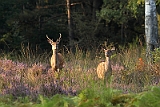 IMG_6082w