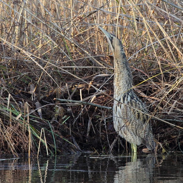 IMG_2235.JPG - Butor étoilé - Etang aux Pointes (Fontenay-le-Vicomte)