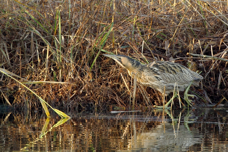IMG_2272.JPG - Butor étoilé - Etang aux Pointes (Fontenay-le-Vicomte)