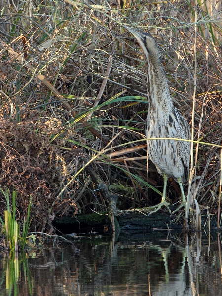 IMG_2329.JPG - Butor étoilé - Etang aux Pointes (Fontenay-le-Vicomte)