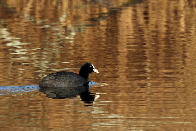 IMG_2499.JPG - Foulque macroule - Etang aux Pointes (Fontenay-le-Vicomte)
