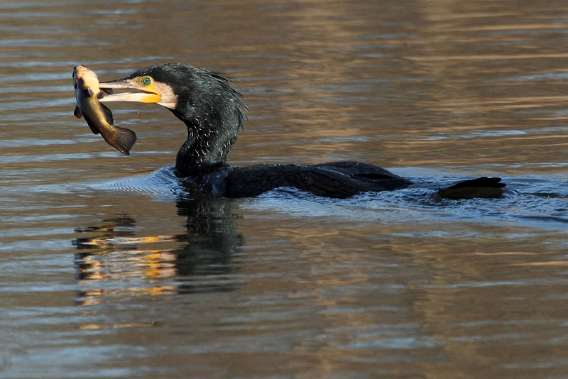 IMG_2571.JPG - Grand Cormoran - Etang aux Pointes (Fontenay-le-Vicomte)