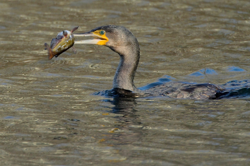 IMG_2778.JPG - Grand Cormoran - Etang aux Pointes (Fontenay-le-Vicomte)