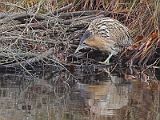 IMG_8554_dpp