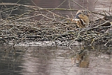 IMG_8673_dpp