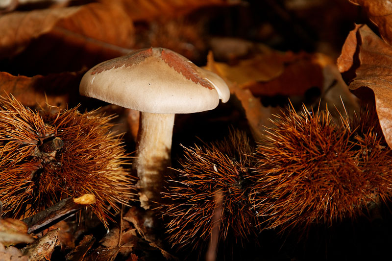IMG_8513_.jpg - Entolome livide (Entoloma lividum) (enfin je crois ;o) )