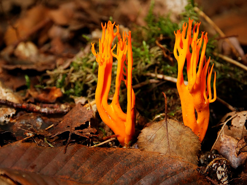 IMG_8521_.jpg - Calocère visqueuse (Calocera viscosa)