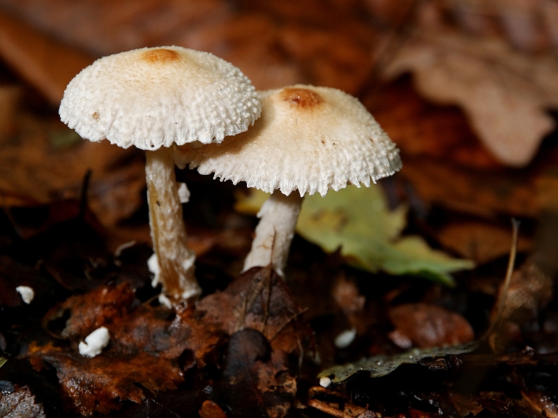 IMG_8532_.jpg - Lépiote crêtée (Lepiota cristata)