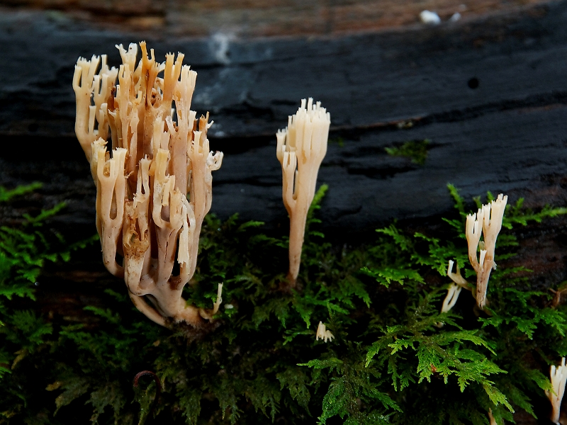 IMG_8588_.jpg - Clavaire droite (Ramaria stricta)