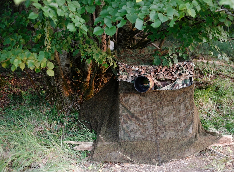 _MG_9229_.jpg - L'affut utilisé -  Domaine de Porteroques (St Cirq Lapopie, 46)
