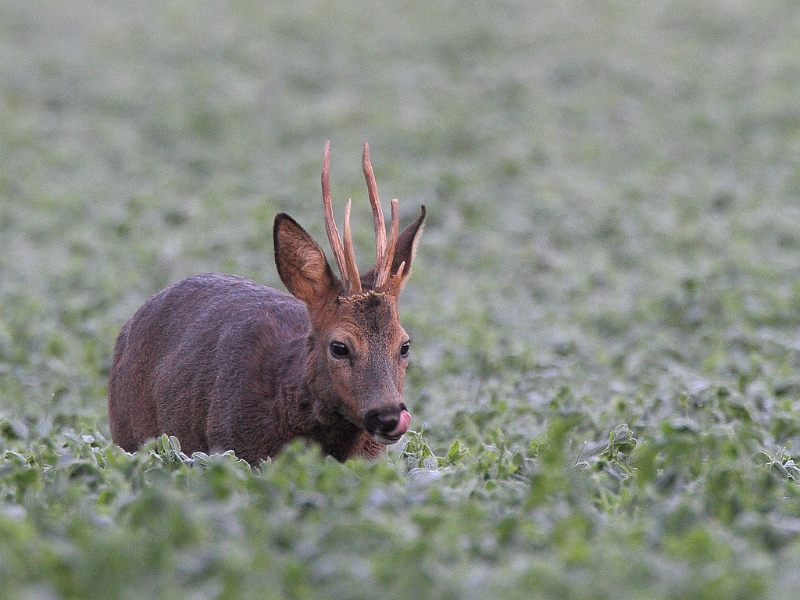 IMG_9797.JPG