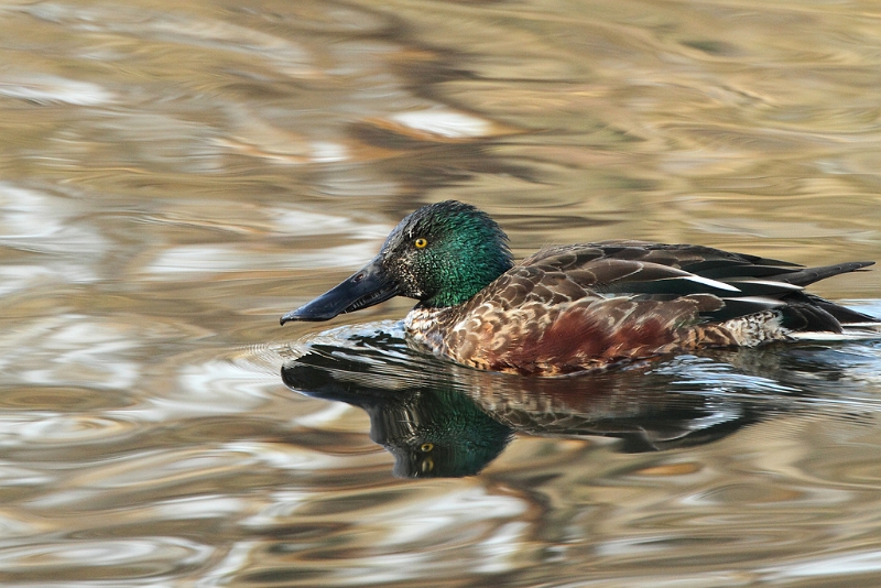 IMG_8702.JPG - Canard souchet (m). Etand aux Pointes, Fontenay le Vicomte (91)