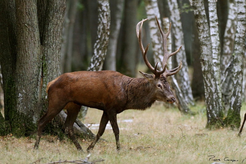 IMG_9171.JPG - Cerf élaphe, 10 cors