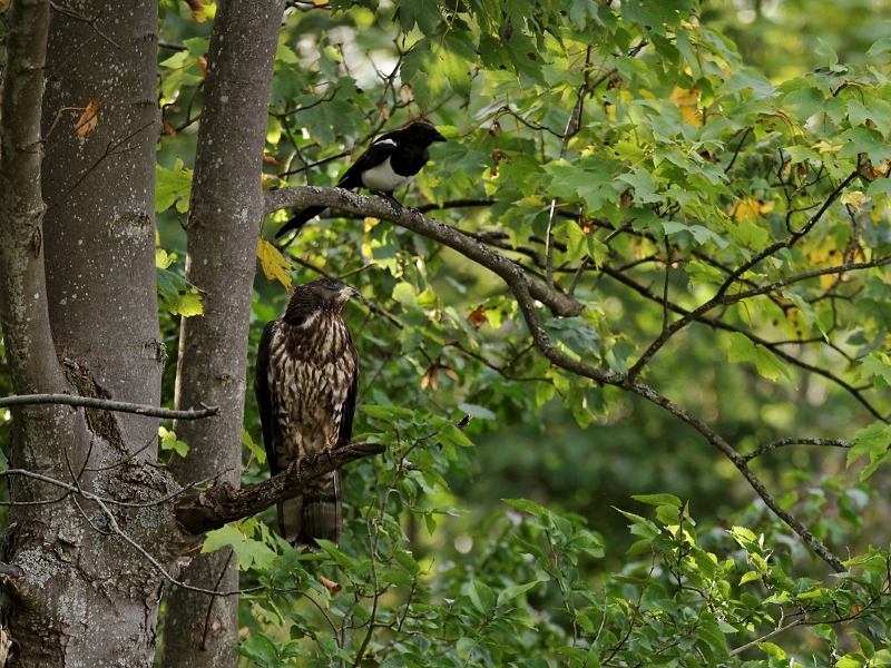 IMG_7833_.jpg - Buse variable (interm.)