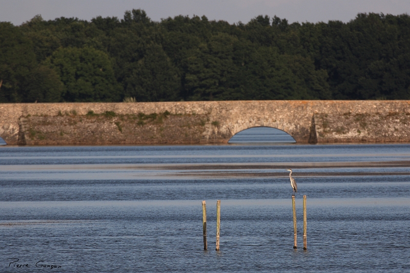 _MG_4542.JPG - Héron cendré  - Etangs de Saint-Hubert (78)