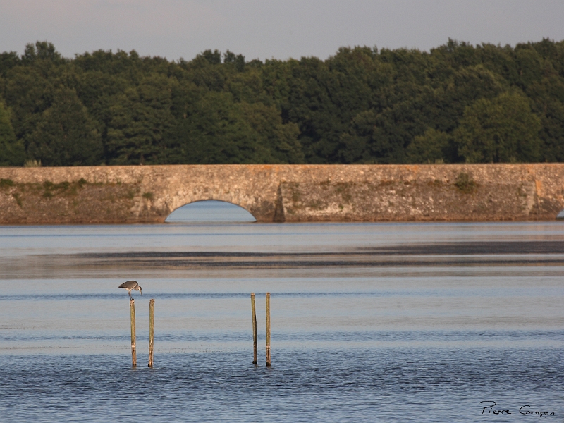 _MG_4563.JPG - Héron cendré - Etangs de Saint-Hubert (78)