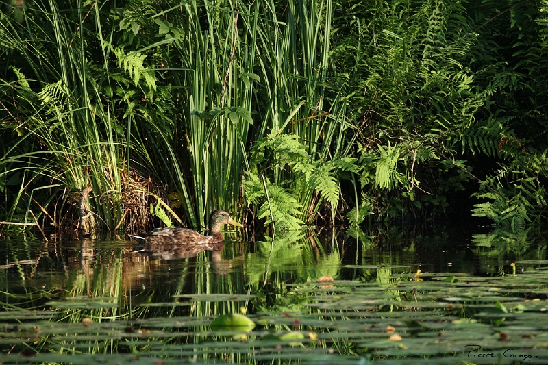 _MG_4652.JPG - Canard colvert - Etang aux Pointes, Fontenay-le-Vicomte (91)