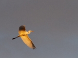 IMG_5379_PF