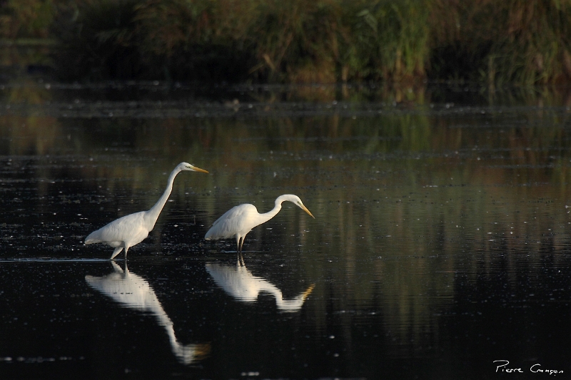 IMG_2047.JPG - Grande aigrette - Etang Corbet.
