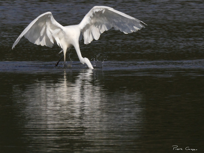 IMG_9561.JPG - Grande Aigrette, étang Corbet