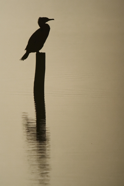 IMG_9250_.jpg - Grand Cormoran, Etang de Pourras