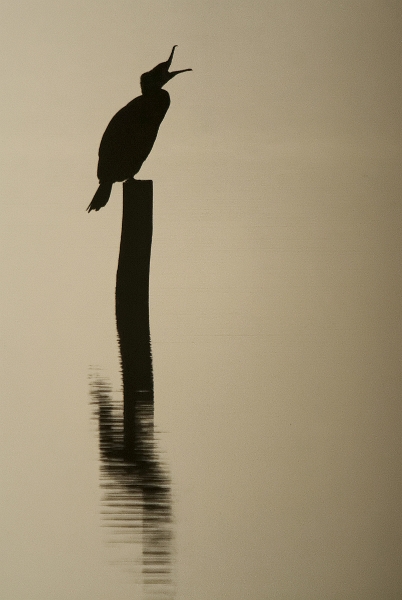 IMG_9255_.jpg - Grand Cormoran, Etang de Pourras