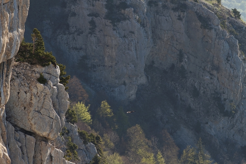 IMG_0281_PF.jpg - Aigle royal (massif du Moucherotte)