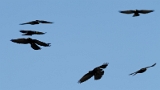 IMG_0325_PF